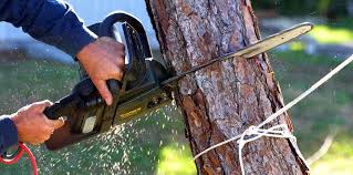 Best Hazardous Tree Removal  in Bethel Rk, PA