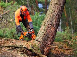 Best Tree Risk Assessment  in Bethel Rk, PA