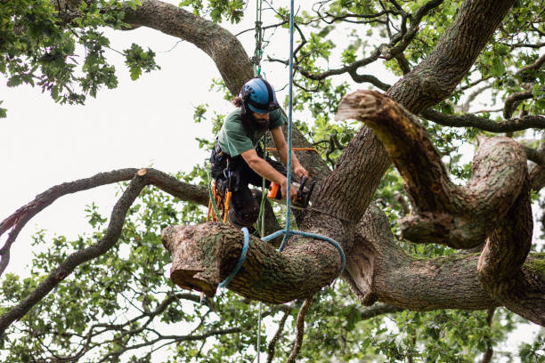  Bethel Rk, PA Tree Services Pros