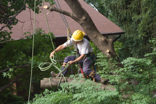 Reliable Bethel Park, PA Tree Services Solutions