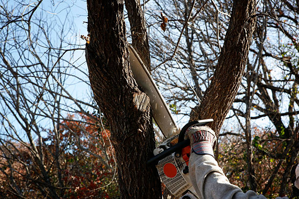 Best Palm Tree Trimming  in Bethel Rk, PA