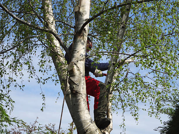 Best Tree Removal Service  in Bethel Rk, PA