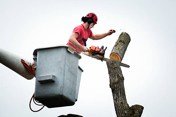 Best Tree Removal Service  in Bethel Rk, PA